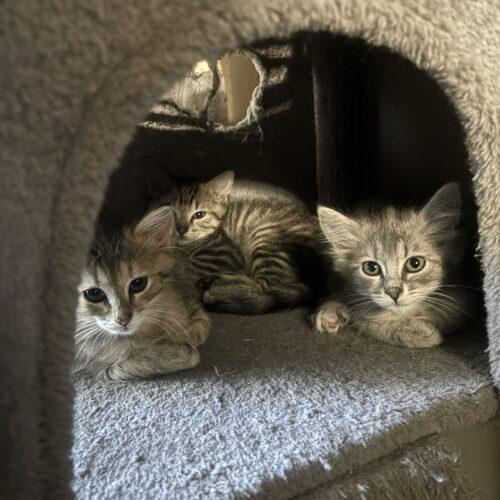 Enlarge Xavier, a Adoptable Domestic Long Hair in Kirksville, MO image 3/4