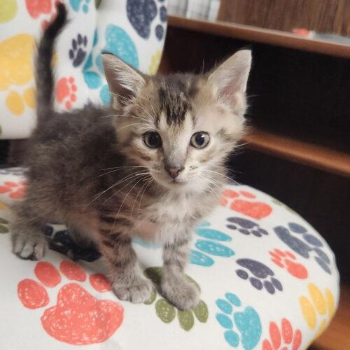 Enlarge Xavier, a Adoptable Domestic Long Hair in Kirksville, MO image 4/4
