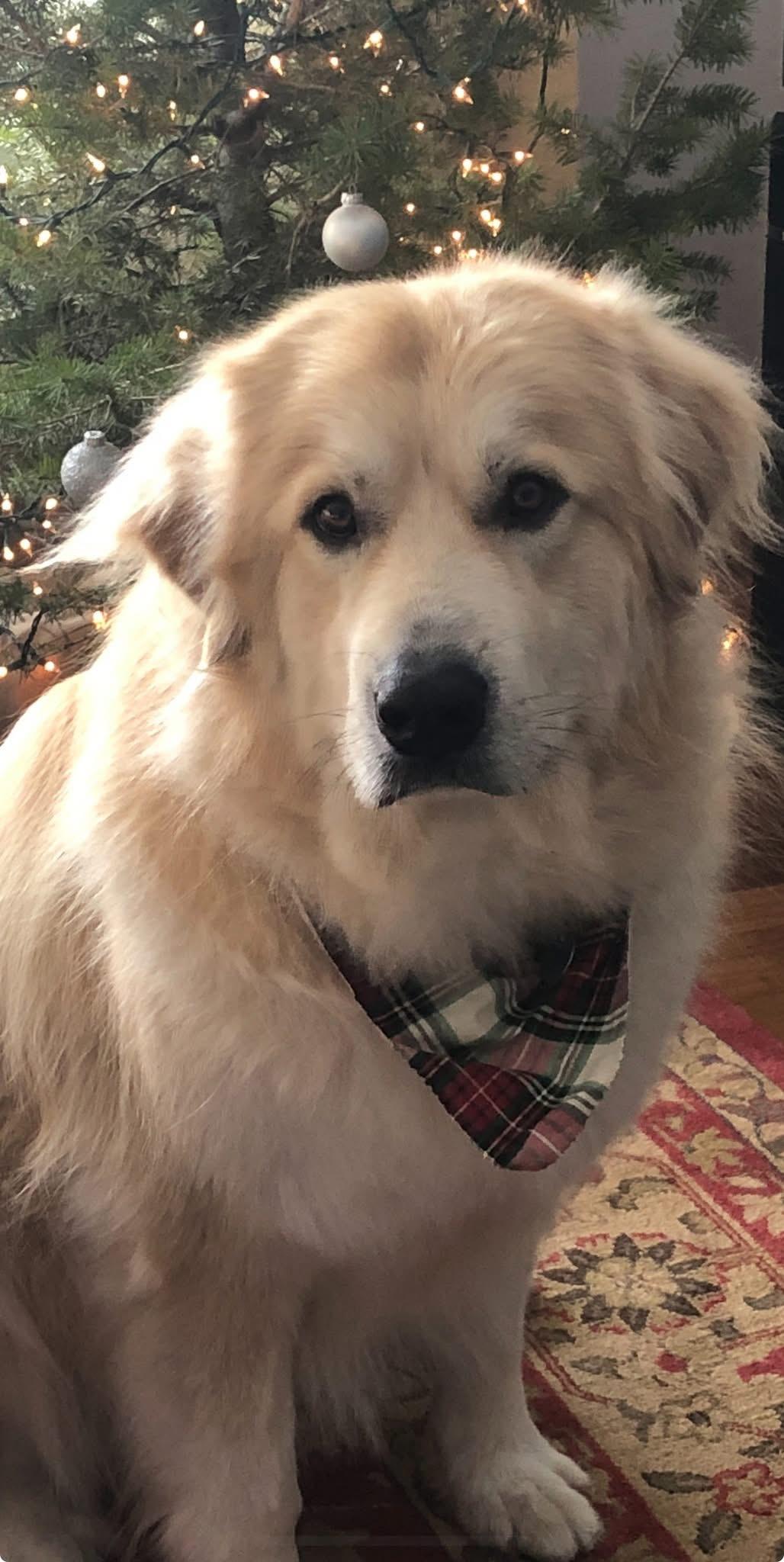 Reuben
