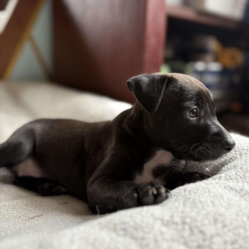 G.G.(Zig Zag Litter), Adoptable, Puppy Female Mixed Breed.