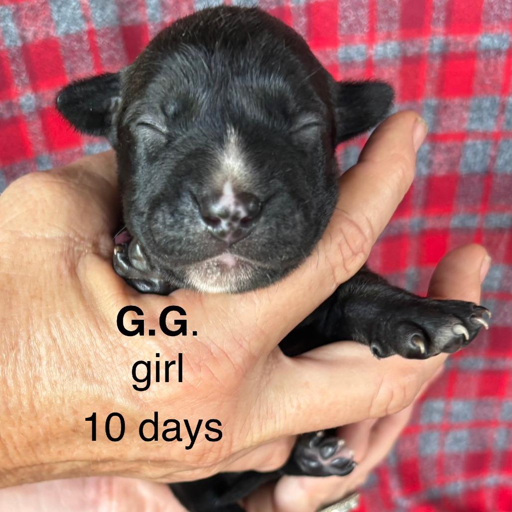 Enlarge G.G.(Zig Zag Litter), a Adoptable Mixed Breed in Volcano, HI image 2/5