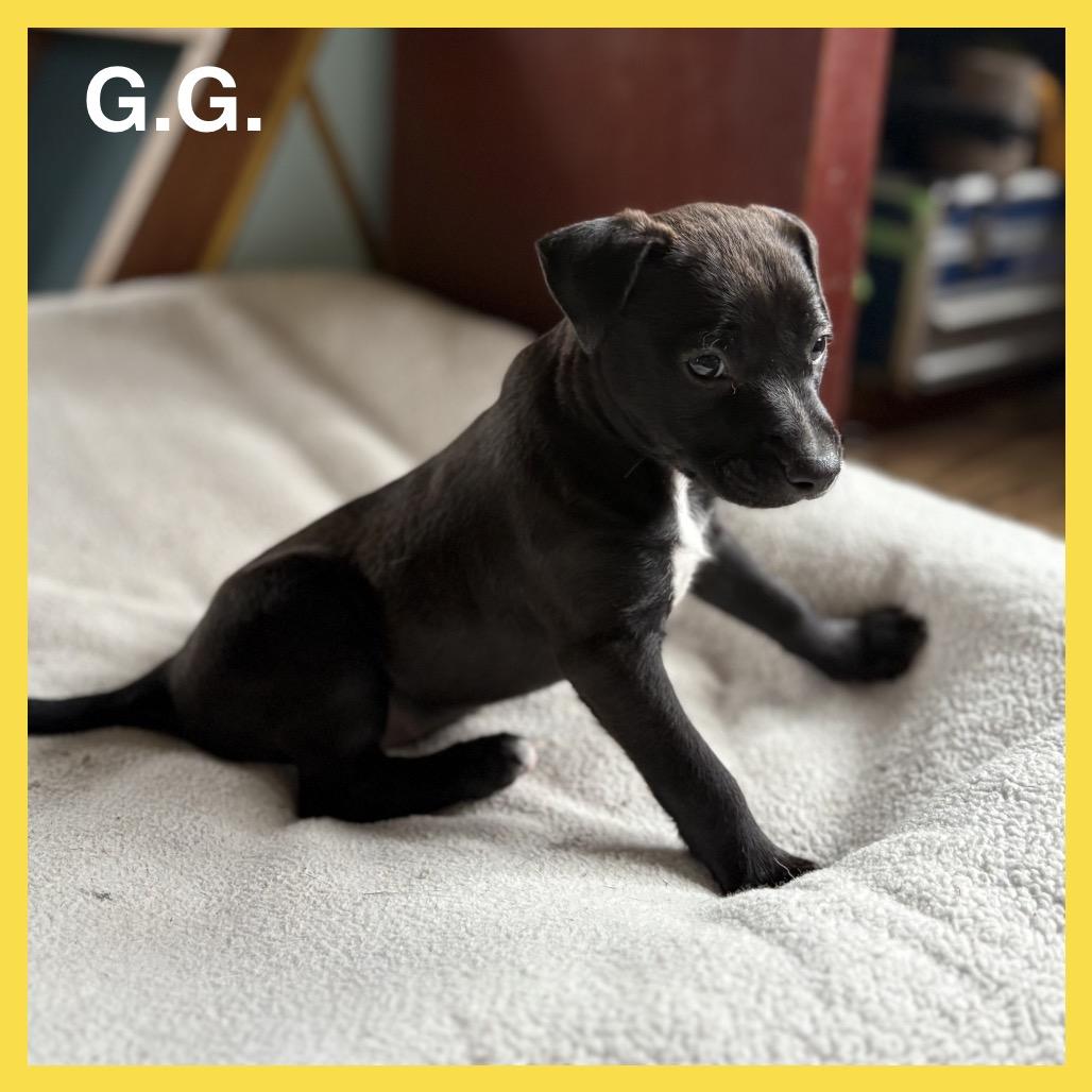 Enlarge G.G.(Zig Zag Litter), a Adoptable Mixed Breed in Volcano, HI image 3/5