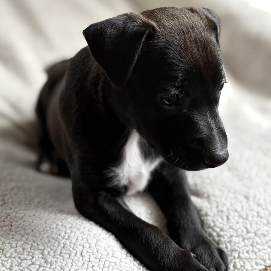 Enlarge G.G.(Zig Zag Litter), a Adoptable Mixed Breed in Volcano, HI image 4/5