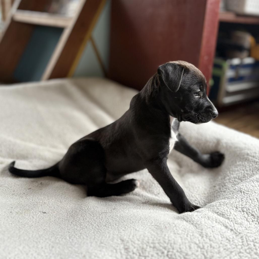 Enlarge G.G.(Zig Zag Litter), a Adoptable Mixed Breed in Volcano, HI image 5/5