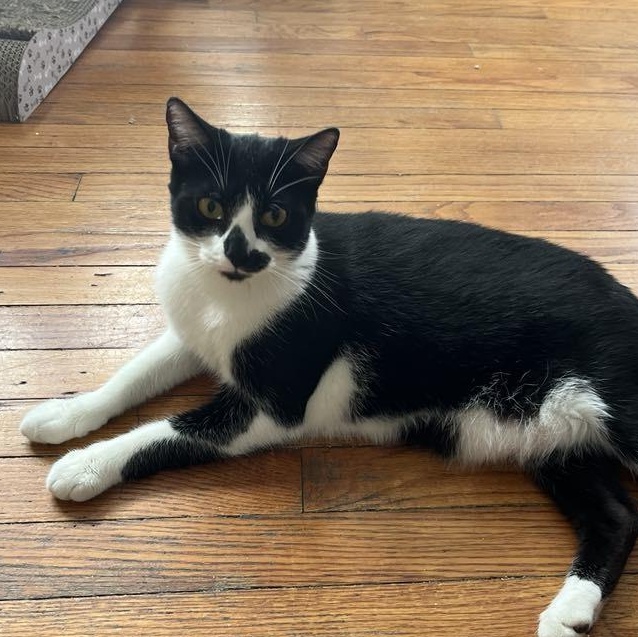 Leonard, Baby Male Tuxedo