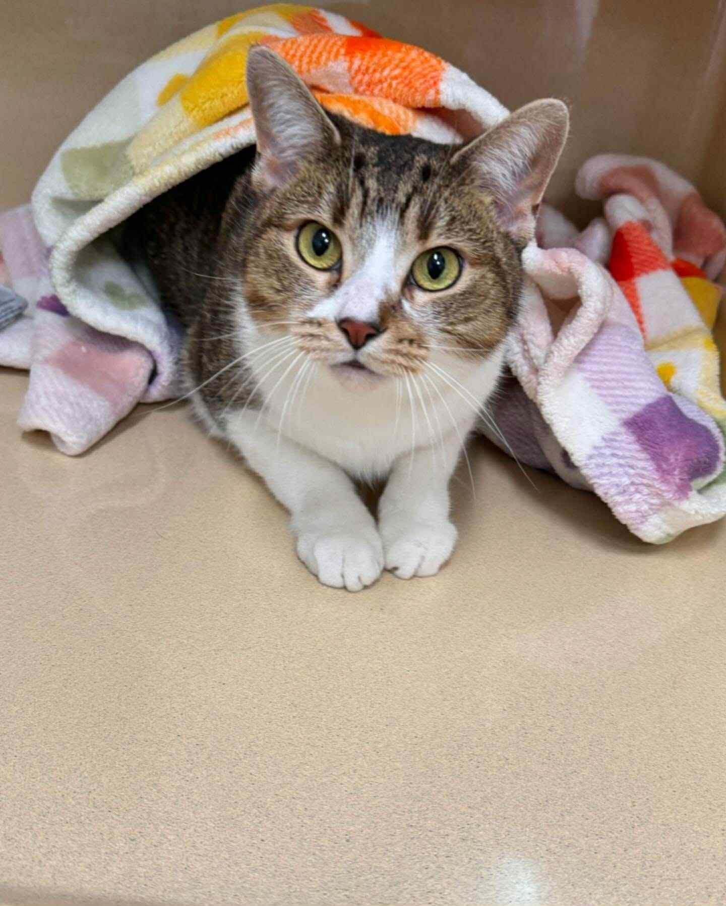 Apex, Adoptable, Adult Female Domestic Short Hair.