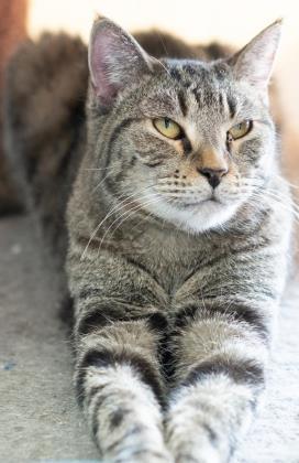 Enlarge Sassy, a Adoptable mixed breed in Helendale, CA image 1/1