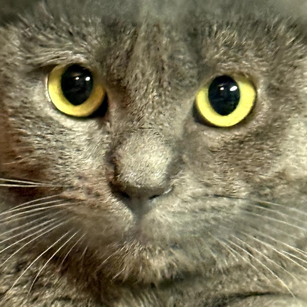 Ninja, Adoptable, Young Male Domestic Short Hair.