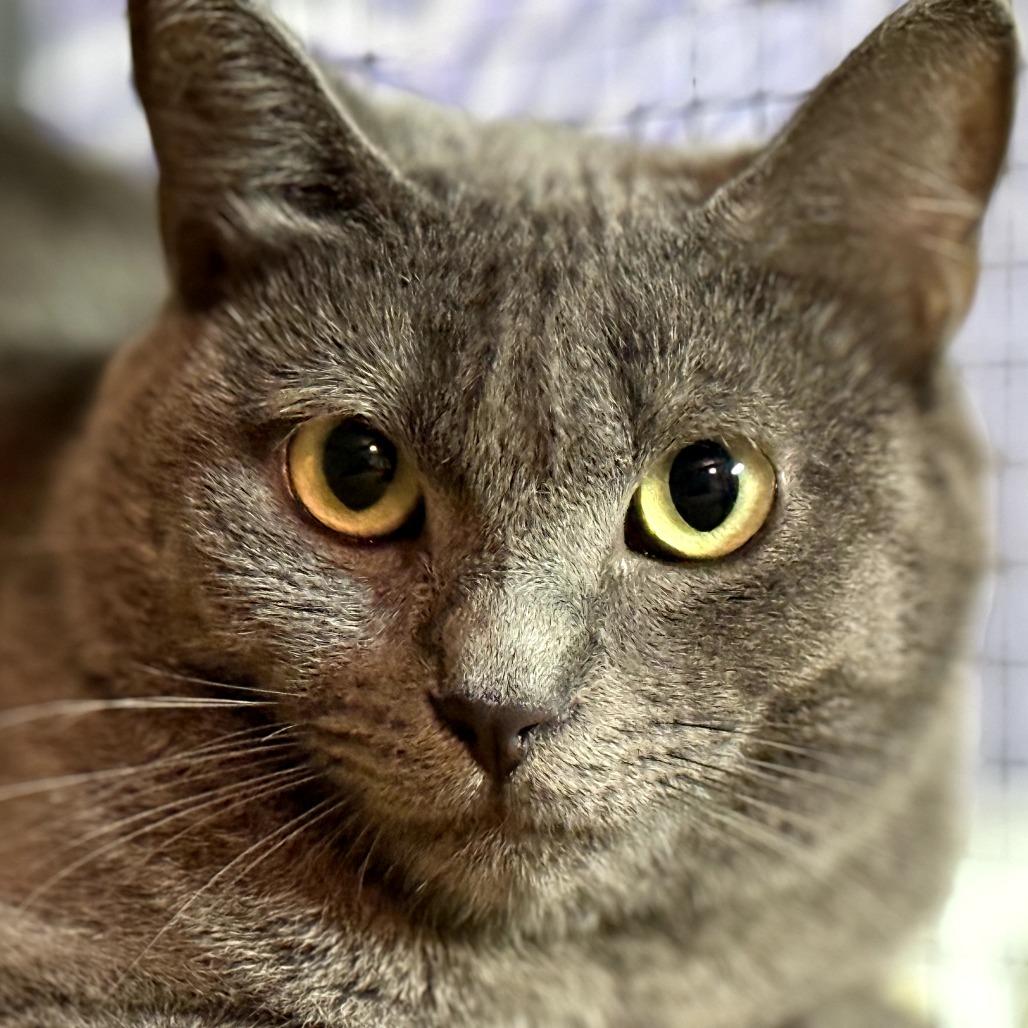 Enlarge Ninja, a Adoptable Domestic Short Hair in Long Beach, CA image 2/3