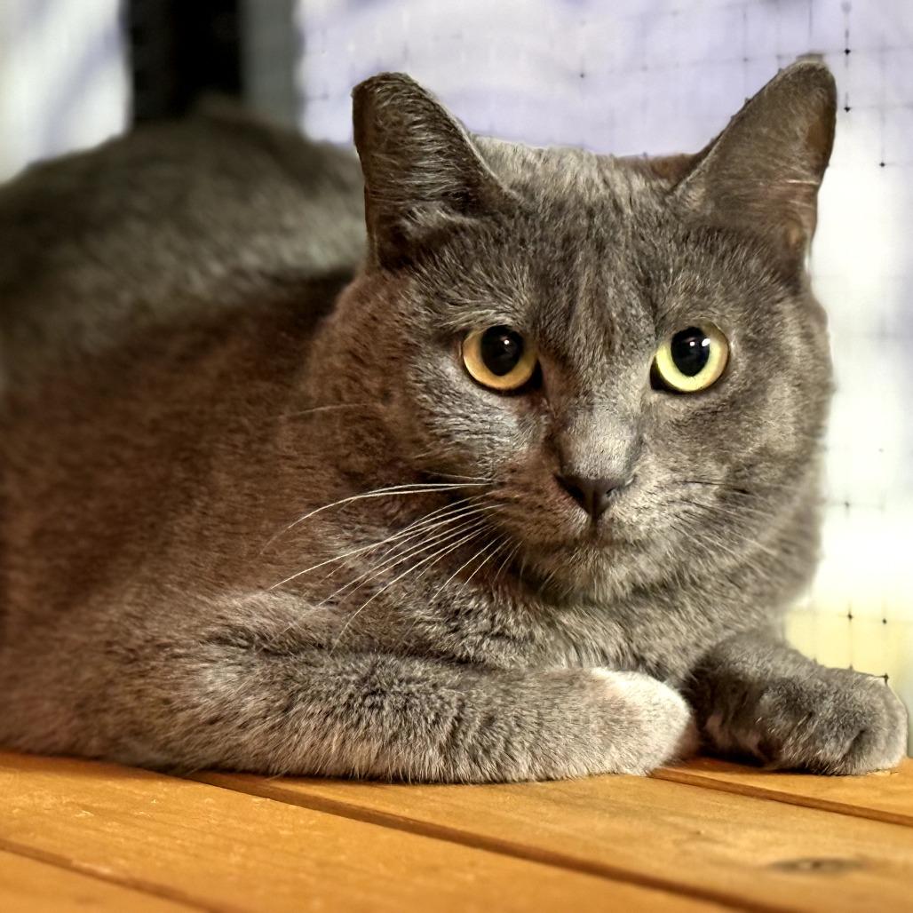 Enlarge Ninja, a Adoptable Domestic Short Hair in Long Beach, CA image 3/3