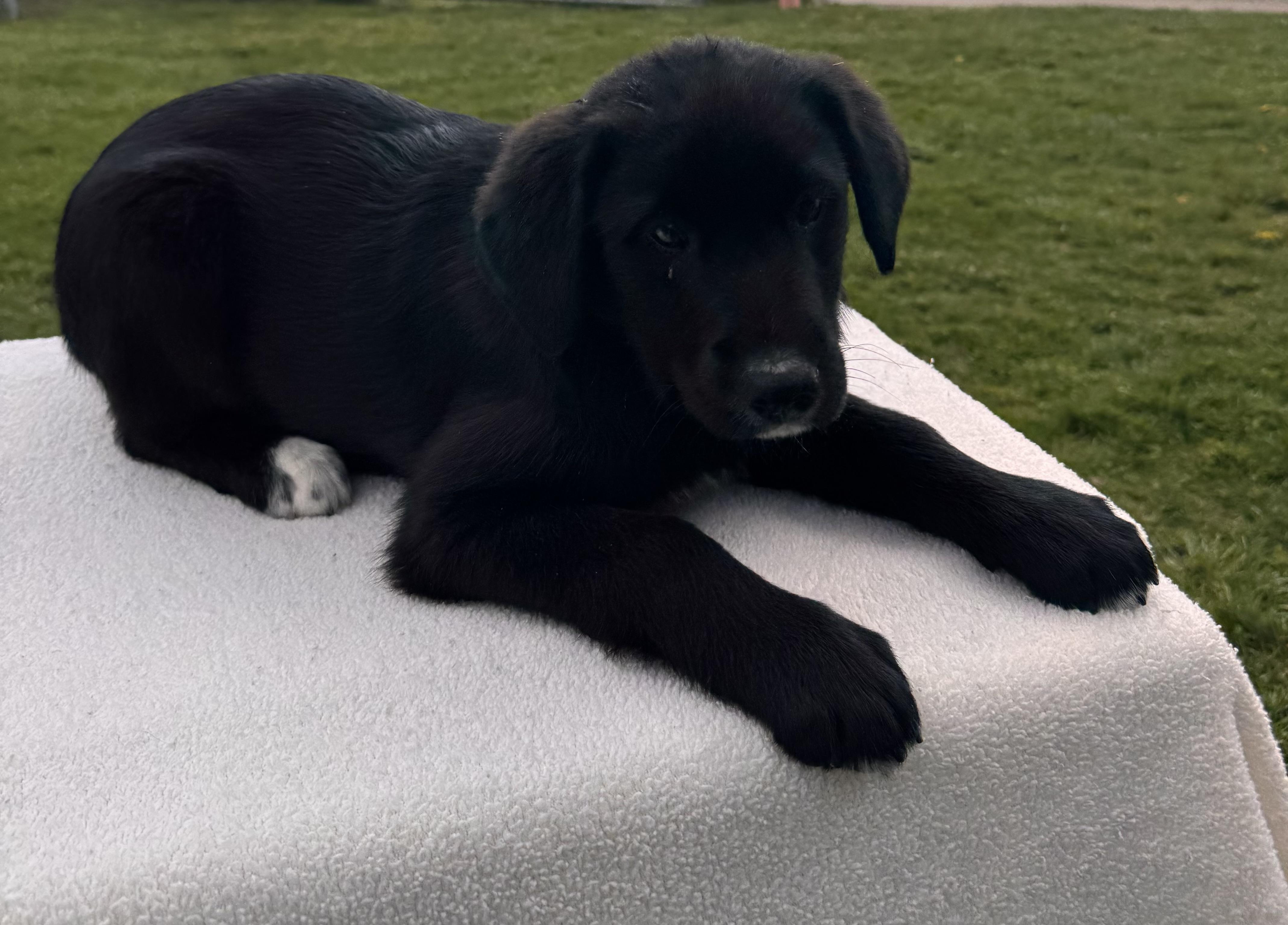 Peep, ADOPTABLE, Puppy Female Border Collie.