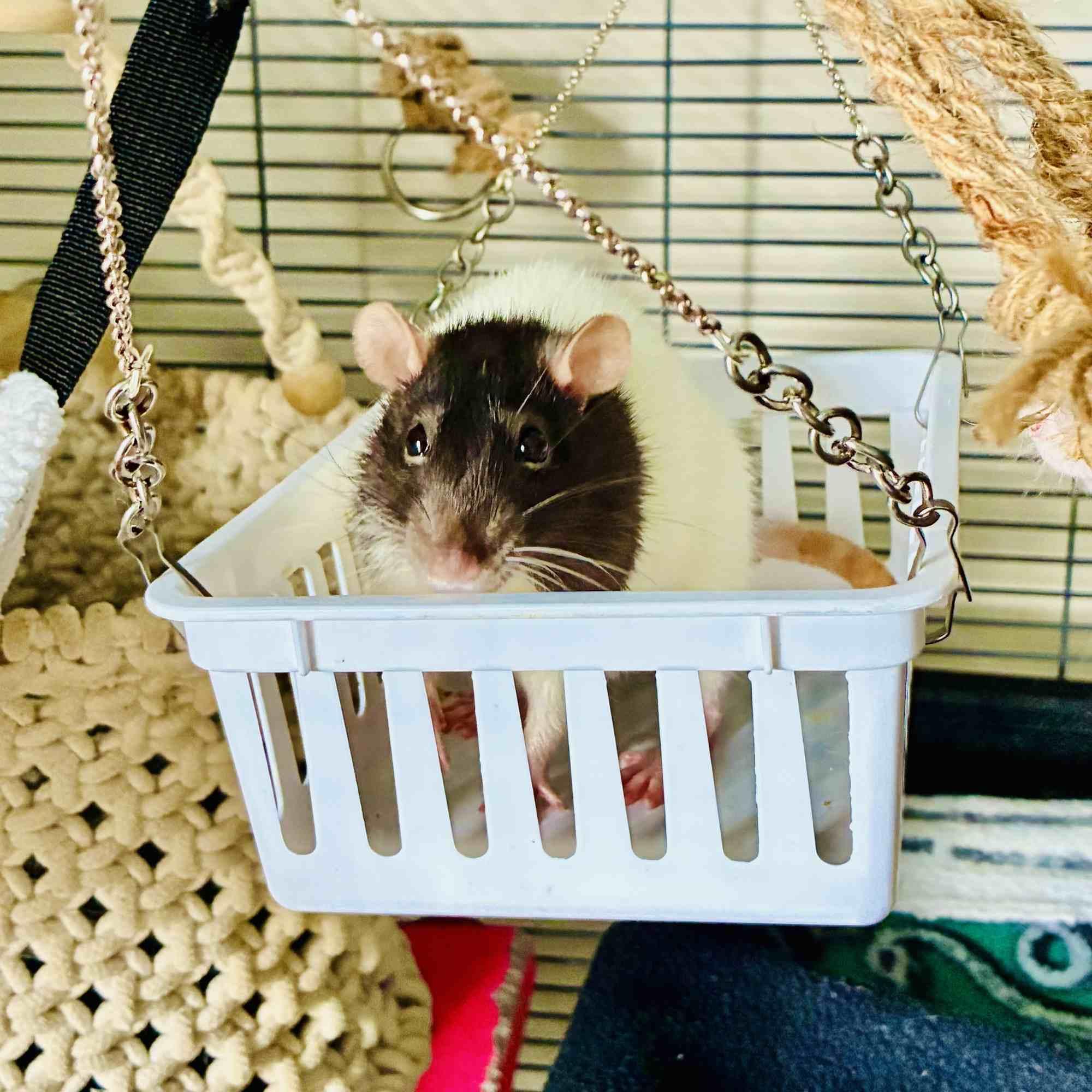 Enlarge Juniper & Poppy, a ADOPTABLE Rat in Norcross, GA image 3/6