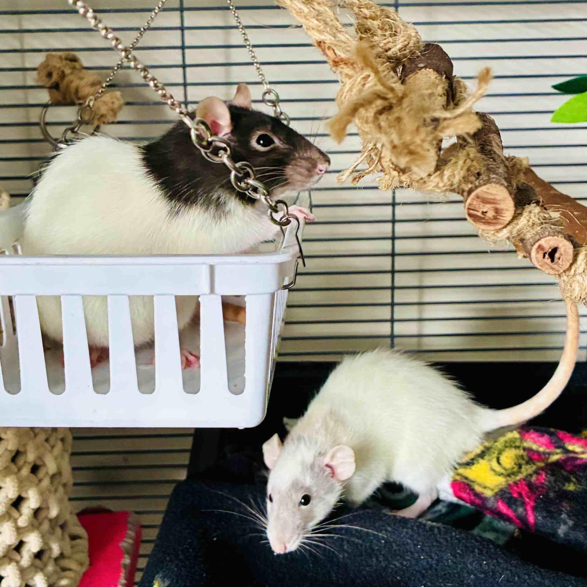 Enlarge Juniper & Poppy, a ADOPTABLE Rat in Norcross, GA image 6/6