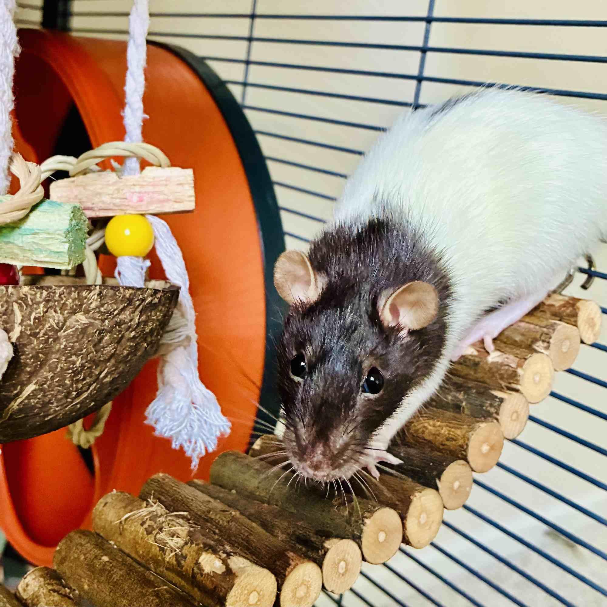 Enlarge Juniper & Poppy, a ADOPTABLE Rat in Norcross, GA image 5/6