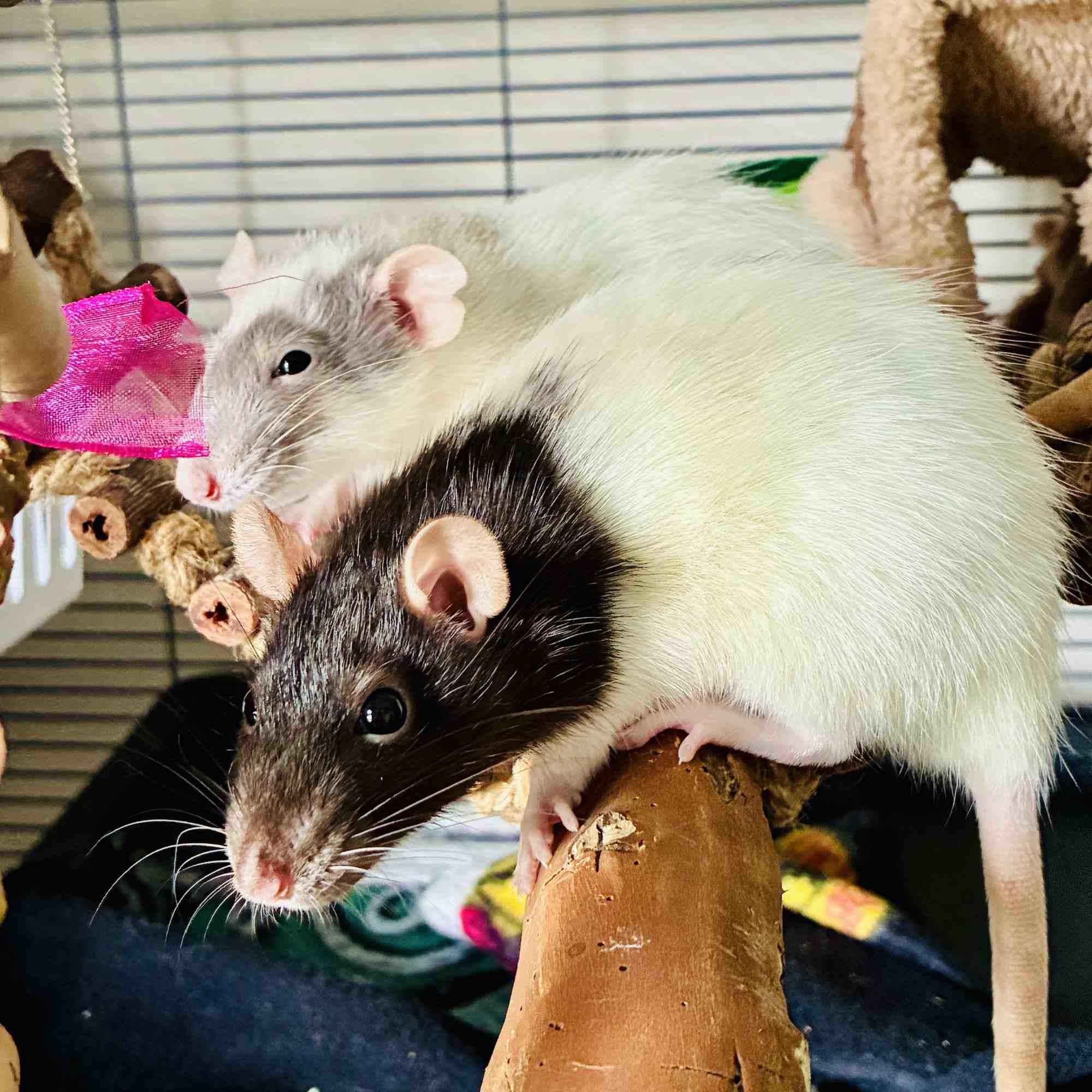 Enlarge Juniper & Poppy, a ADOPTABLE Rat in Norcross, GA image 2/6
