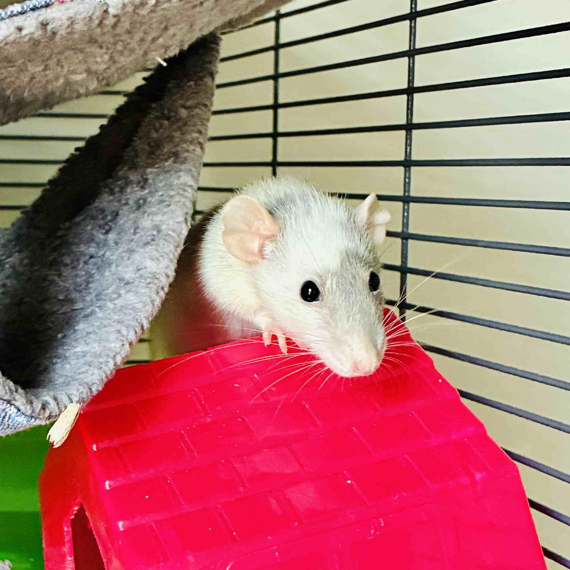 Enlarge Juniper & Poppy, a ADOPTABLE Rat in Norcross, GA image 4/6
