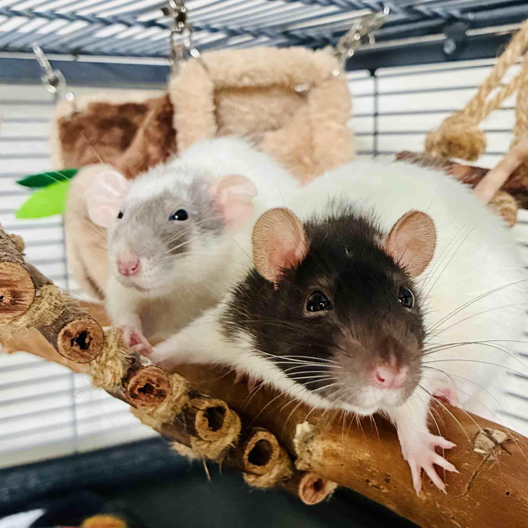 Enlarge Juniper & Poppy, a ADOPTABLE Rat in Norcross, GA image 1/6