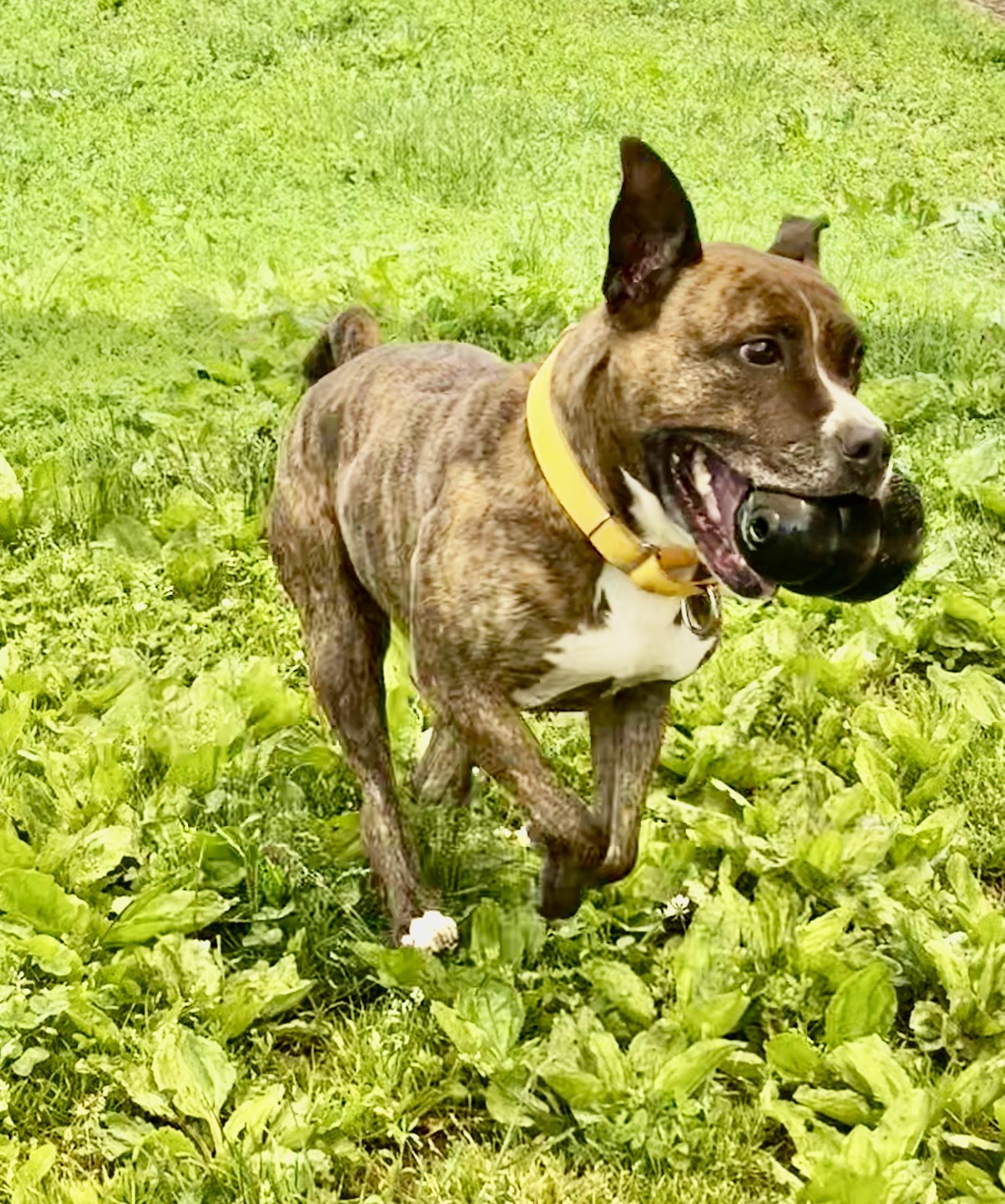 Enlarge Pearl, a Adoptable mixed breed in Yonkers, NY image 4/6