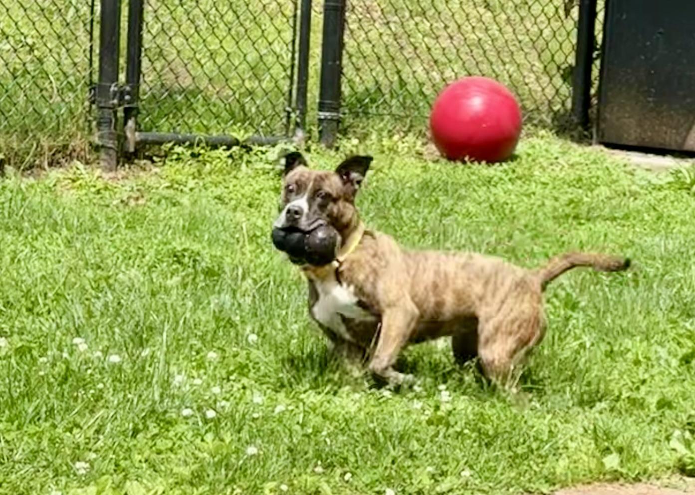 Enlarge Pearl, a Adoptable mixed breed in Yonkers, NY image 3/6