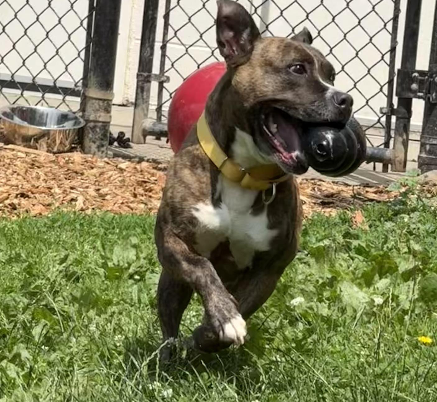Enlarge Pearl, a Adoptable mixed breed in Yonkers, NY image 2/6