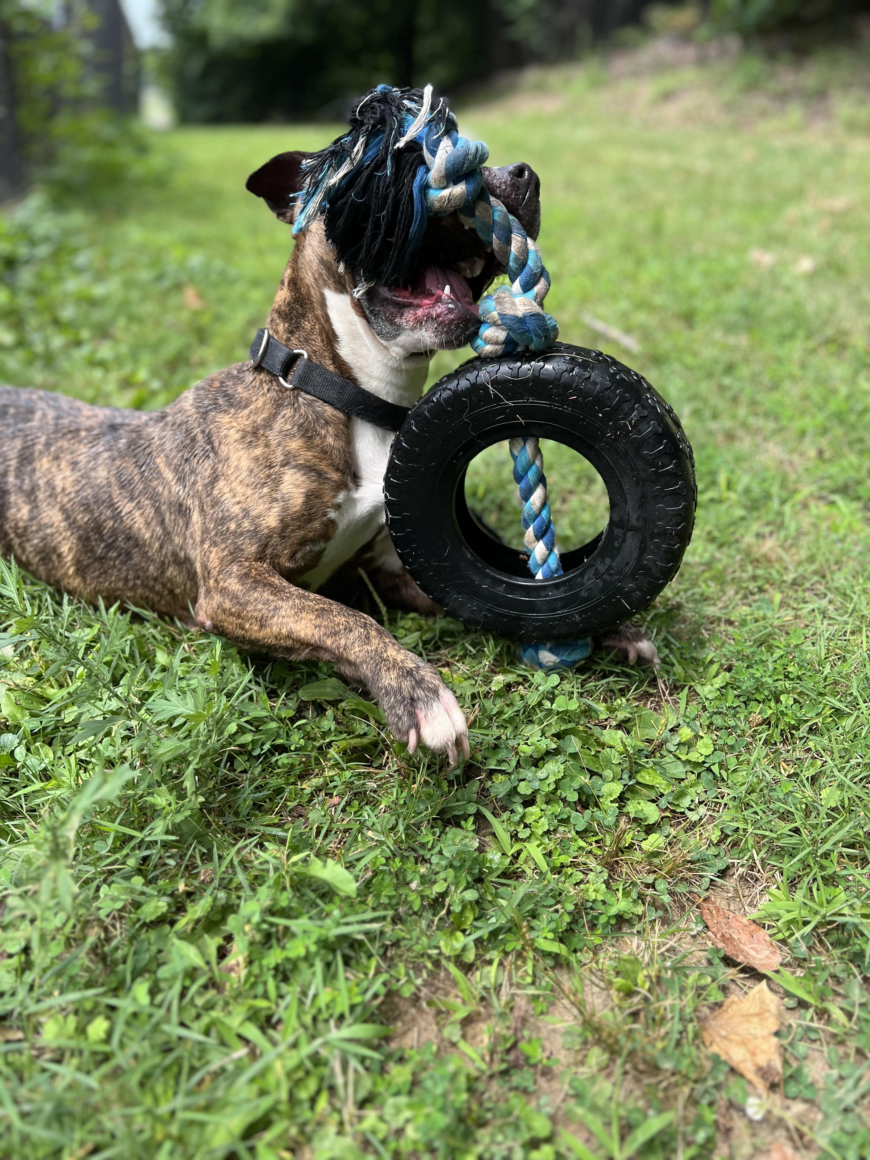 Enlarge Pearl, a Adoptable mixed breed in Yonkers, NY image 5/6