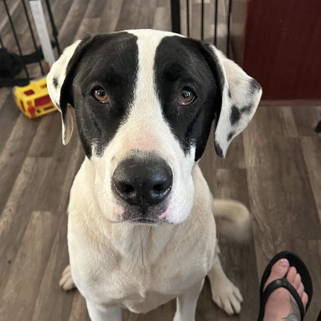Enlarge Gus, a Adoptable mixed breed in Bellingham, WA image 5/6
