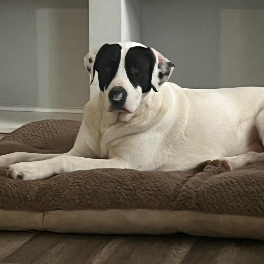 Enlarge Gus, a Adoptable mixed breed in Bellingham, WA image 6/6