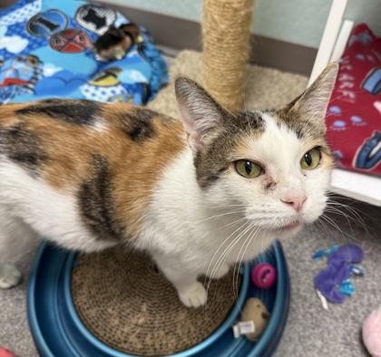 Enlarge Joy, a Adoptable Domestic Short Hair in Neenah, WI image 1/3