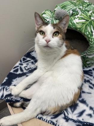 Enlarge Joy [Bonded to Bella], a Adoptable Domestic Short Hair in Neenah, WI image 3/5