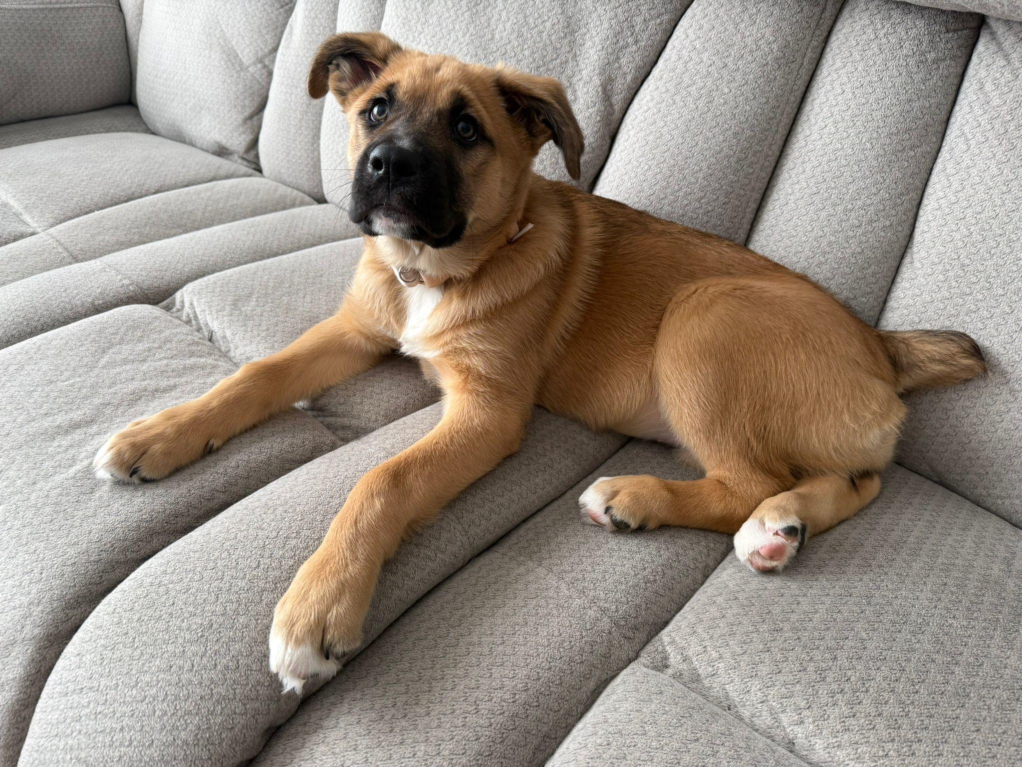 Enlarge Peppermint, an adopted mixed breed in Newmarket, ON image 3/6