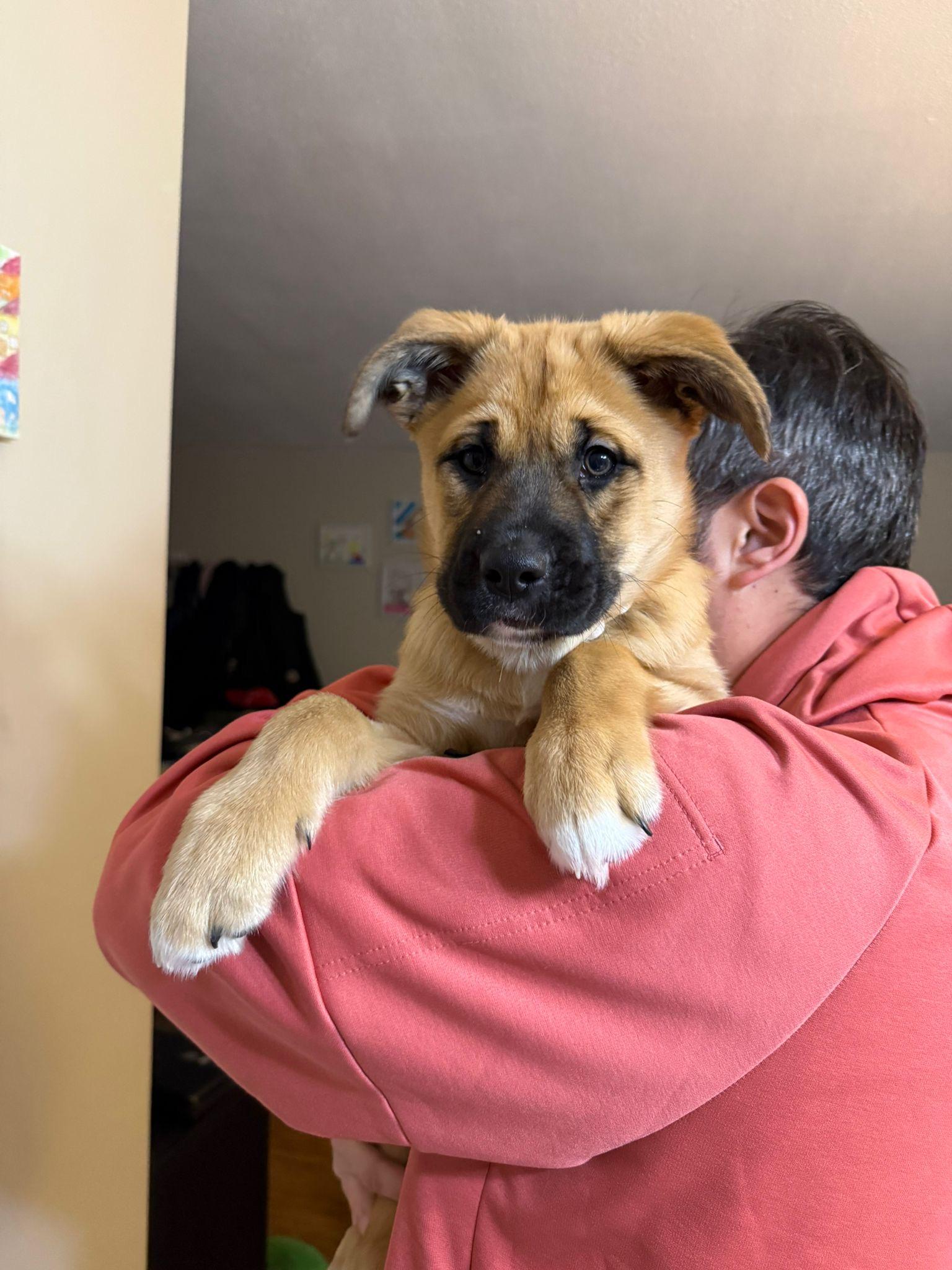 Enlarge Peppermint, an adopted mixed breed in Newmarket, ON image 5/6