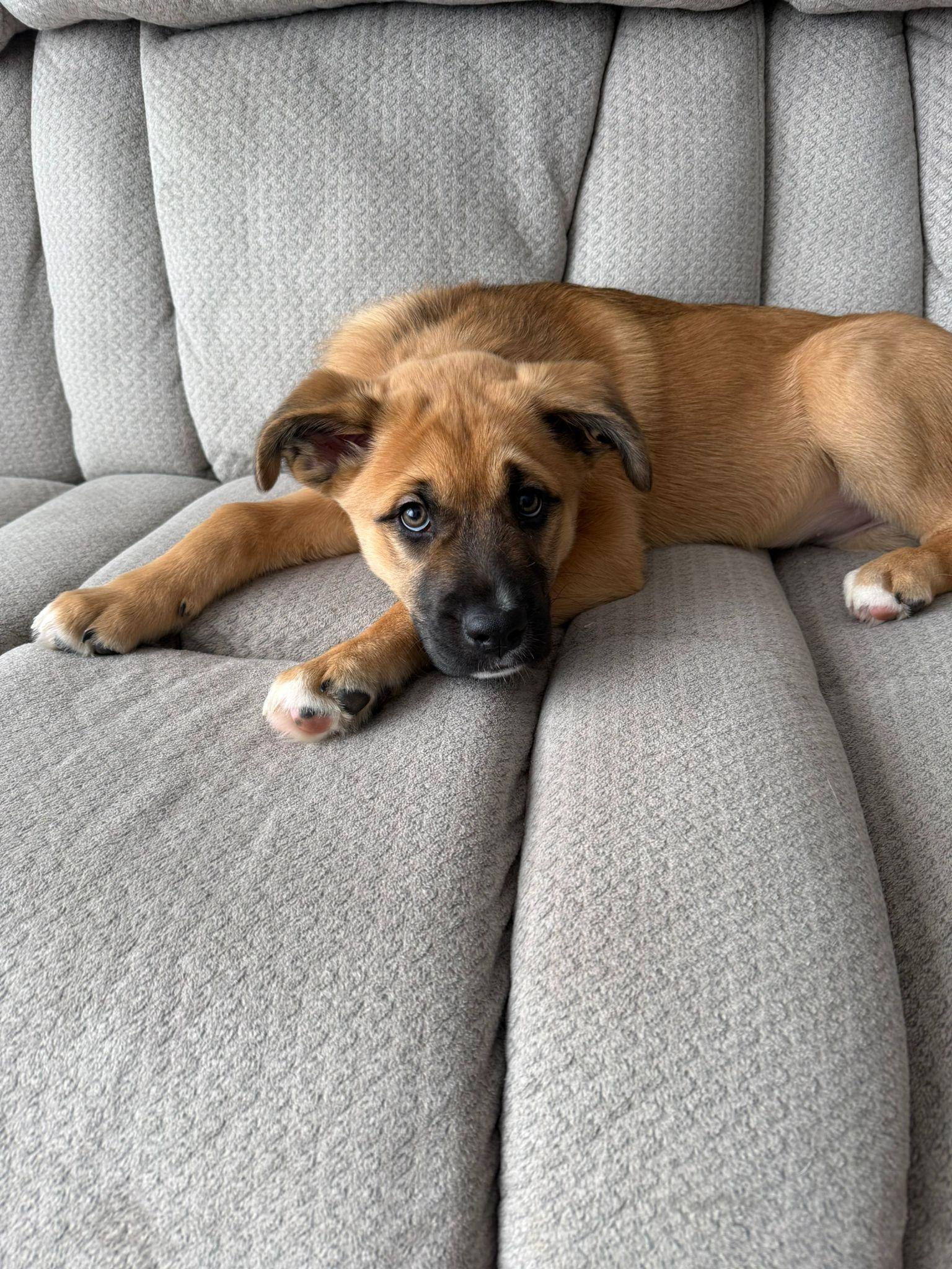 Enlarge Peppermint, an adopted mixed breed in Newmarket, ON image 6/6