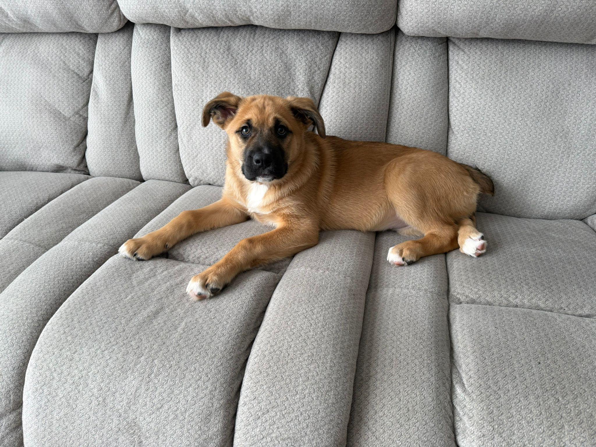 Peppermint, adopted, Puppy Female Boxer & German Shepherd Dog.