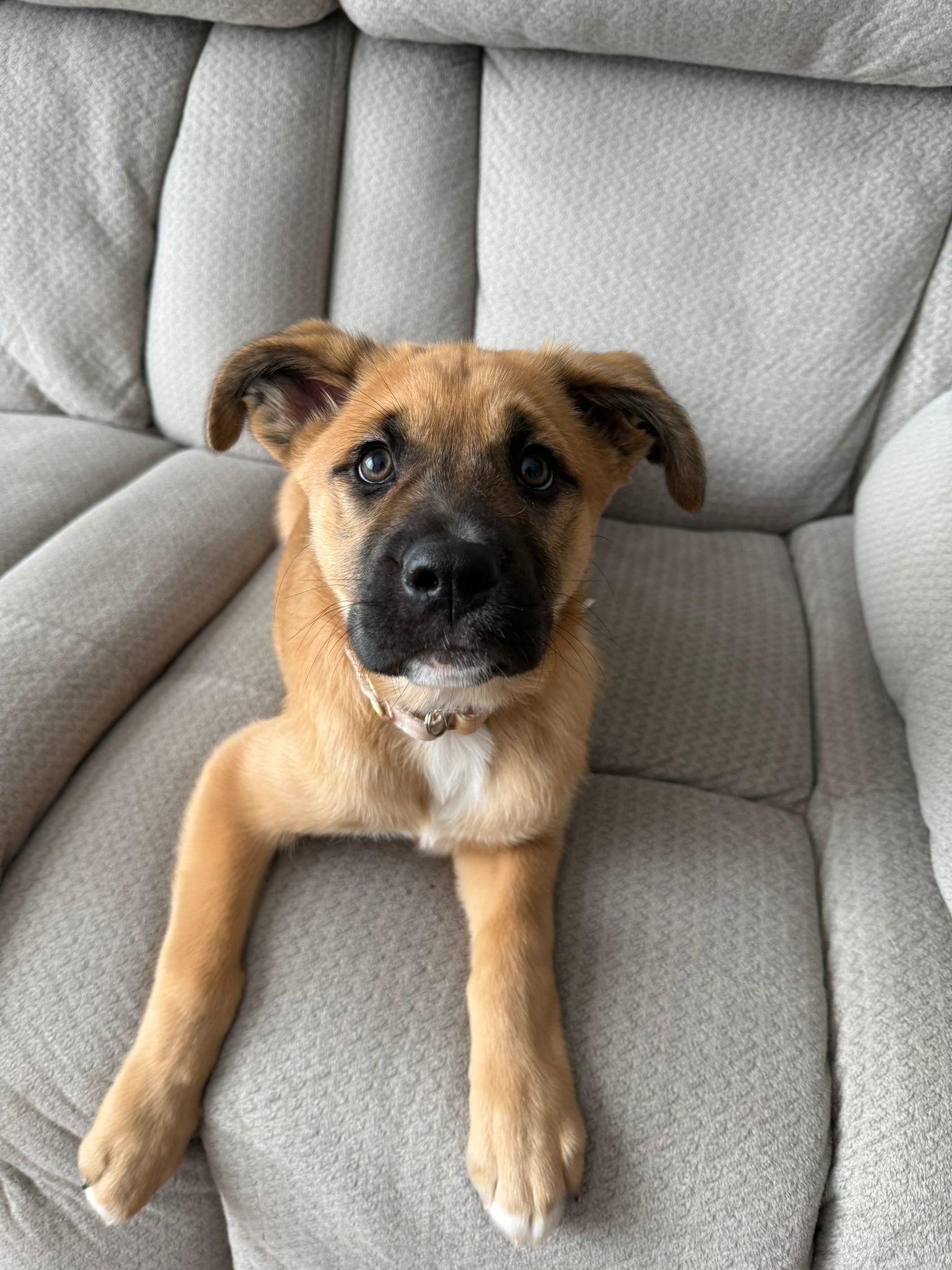 Enlarge Peppermint, an adopted mixed breed in Newmarket, ON image 2/6