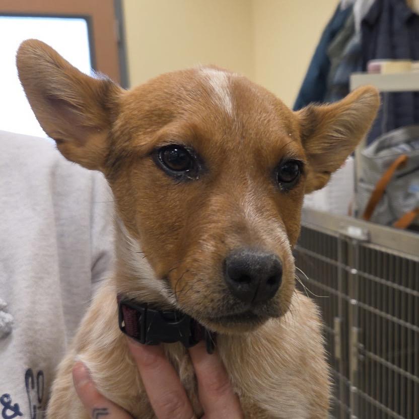 Marvin, Adoptable, Puppy Male Mixed Breed.