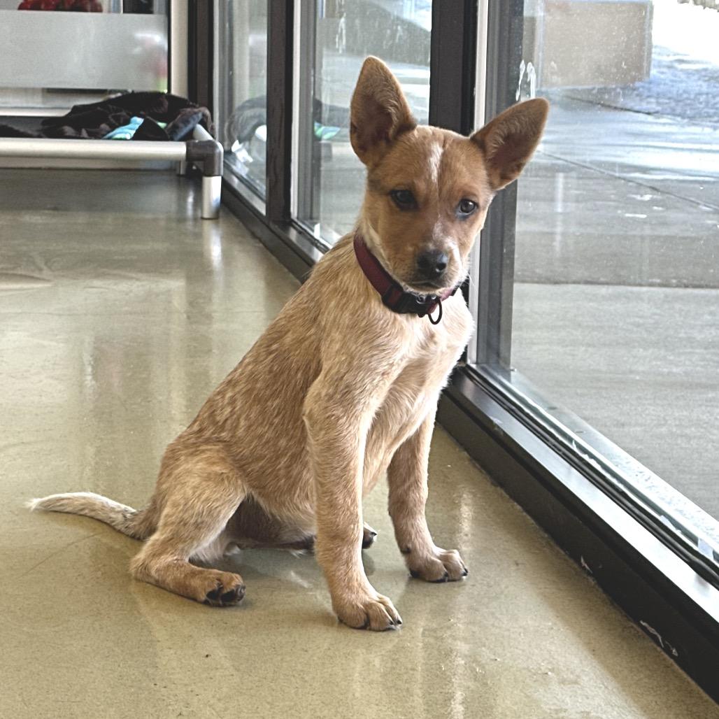 Marvin, a Adoptable Mixed Breed in Park City, UT image 2/3