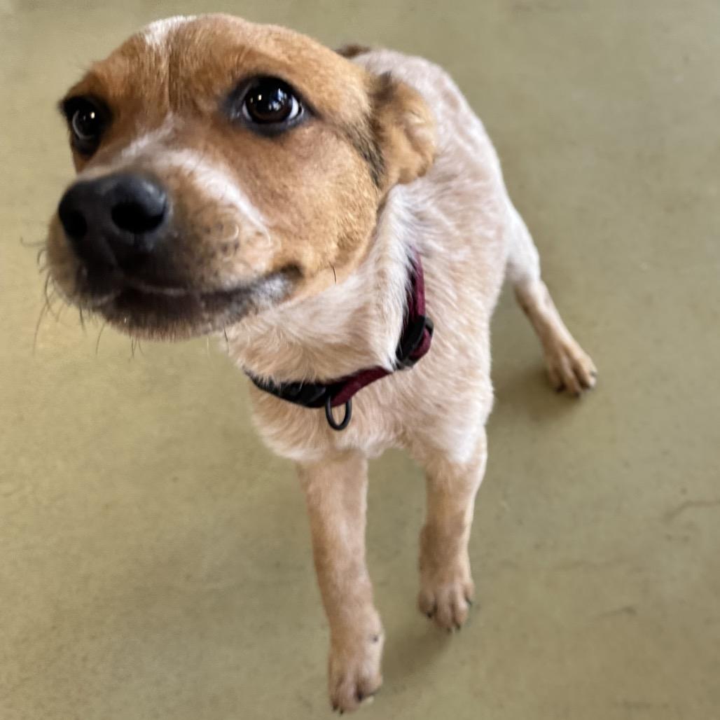 Marvin, a Adoptable Mixed Breed in Park City, UT image 3/3