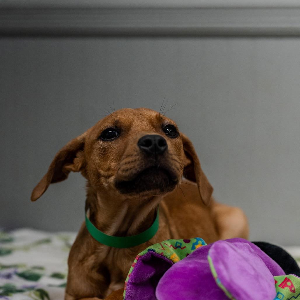 Misty, Adoptable, Puppy Female Terrier & Labrador Retriever.