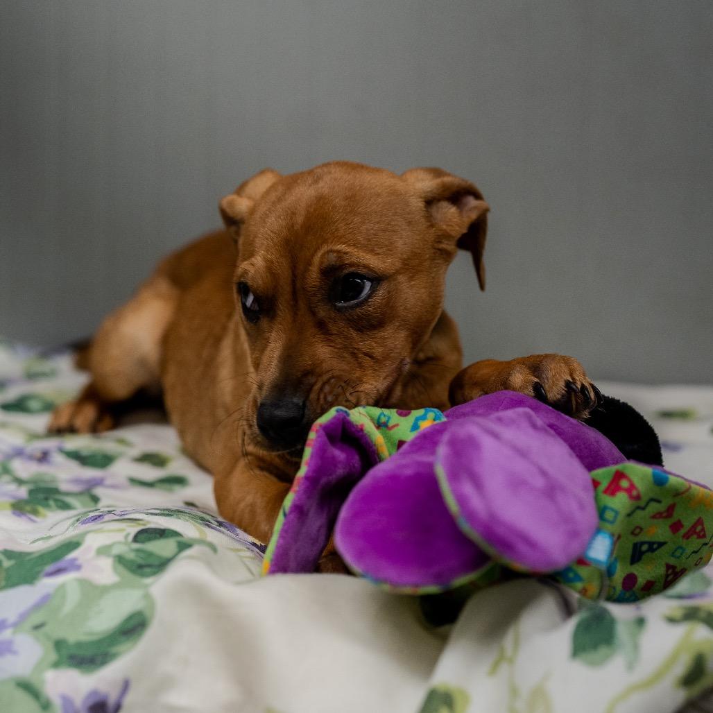 Enlarge Misty, a Adoptable mixed breed in Pawling, NY image 2/6