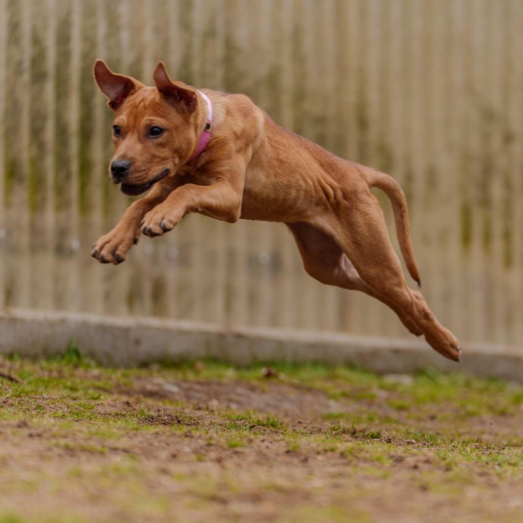 Enlarge Misty, a Adoptable mixed breed in Pawling, NY image 3/6
