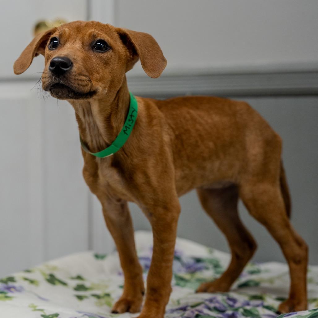 Enlarge Misty, a Adoptable mixed breed in Pawling, NY image 4/6