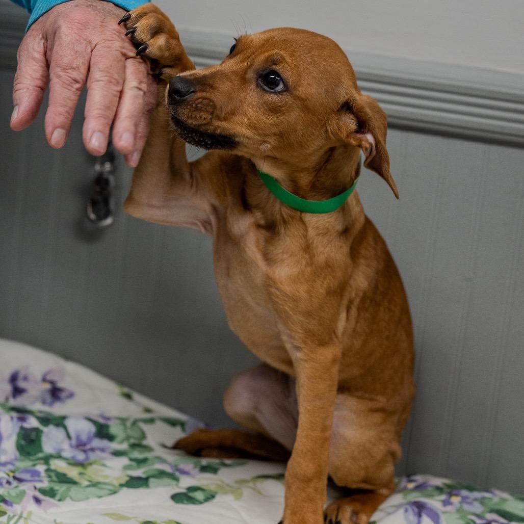 Enlarge Misty, a Adoptable mixed breed in Pawling, NY image 5/6