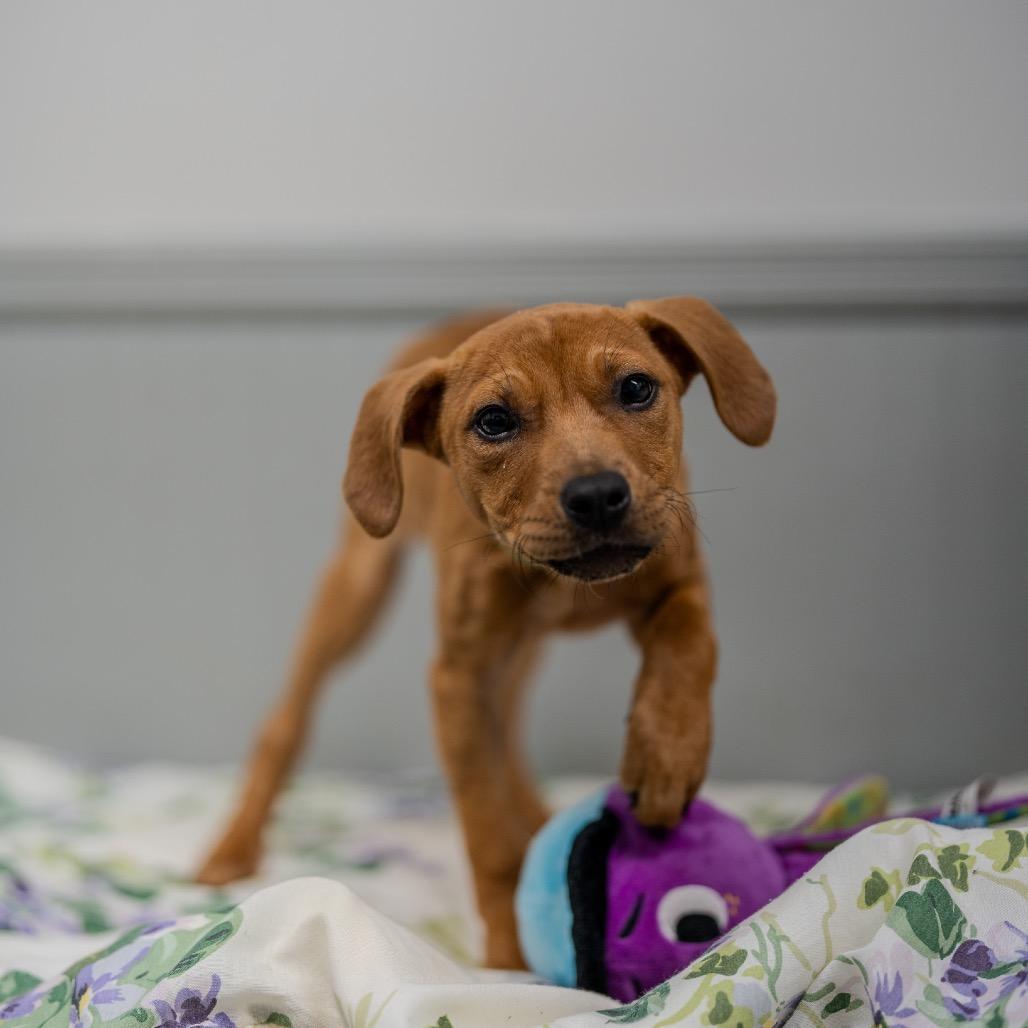 Enlarge Misty, a Adoptable mixed breed in Pawling, NY image 6/6