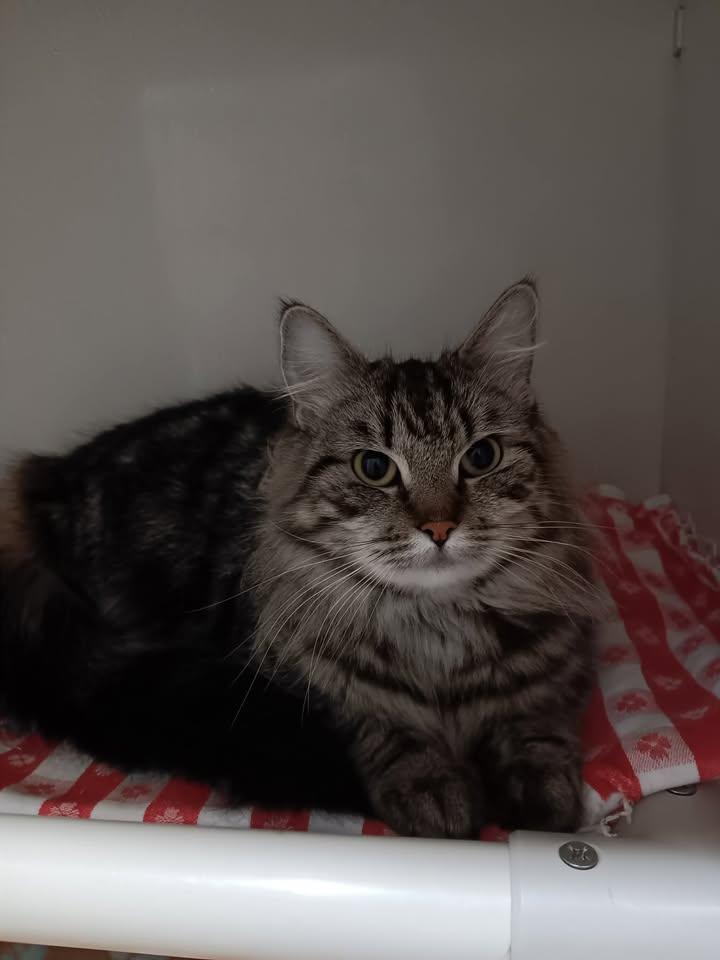 Atla, adopted, Adult Female Domestic Long Hair.