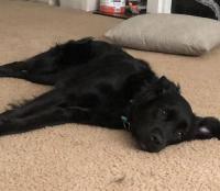 Enlarge Sadie Belle, a Adopted mixed breed in Alpharetta, GA image 1/1