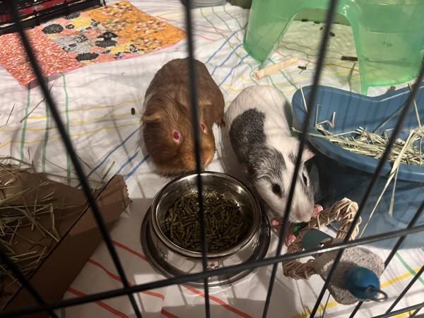 Juandissimo, Adoptable, Young Male Guinea Pig.