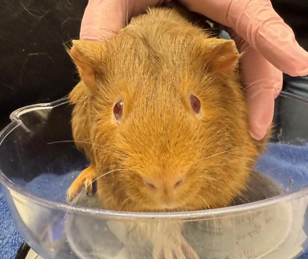 Enlarge Juandissimo, a Adoptable mixed breed in San Diego, CA image 2/6