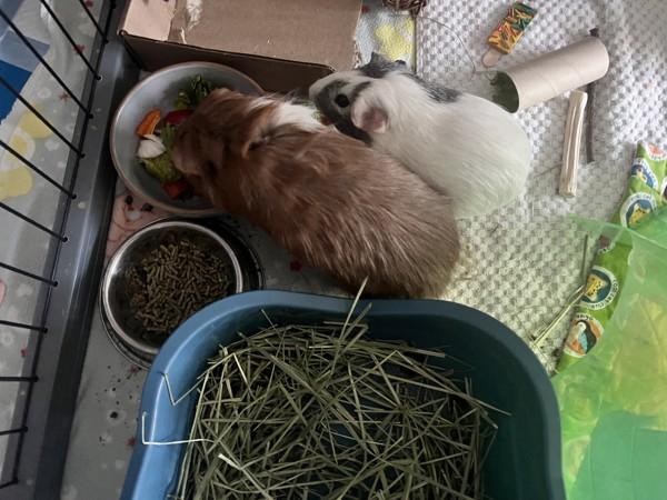 Enlarge Juandissimo, a Adoptable mixed breed in San Diego, CA image 3/6