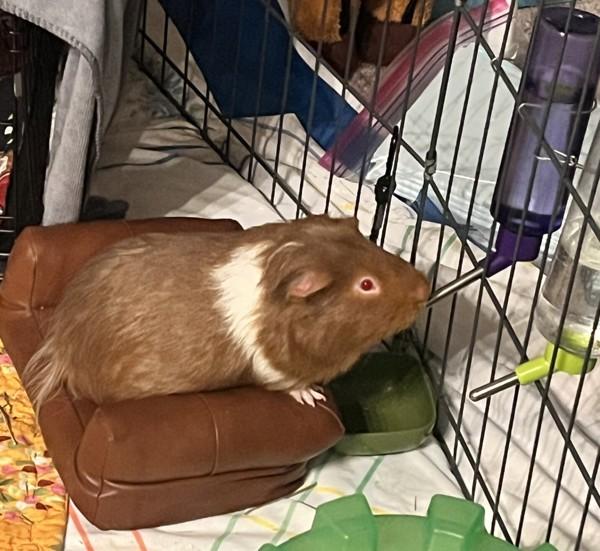 Enlarge Juandissimo, a Adoptable mixed breed in San Diego, CA image 6/6