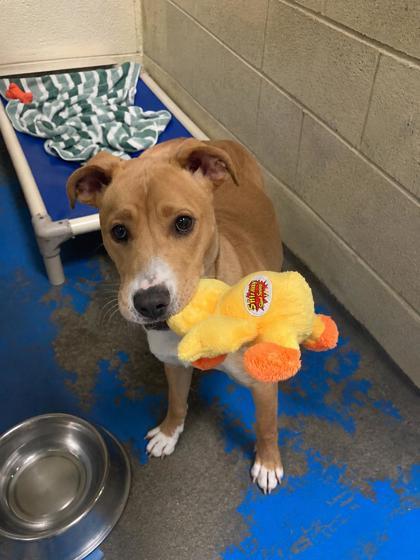 Sissy, Adoptable, Young Female Labrador Retriever & Mixed Breed.